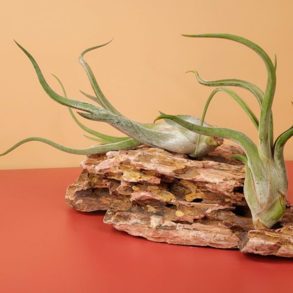 TILLANDSIA CAPUT MEDUSAE Jetzt online – Bild 4