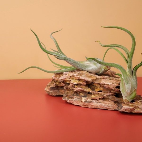 TILLANDSIA CAPUT MEDUSAE Jetzt online – Bild 2