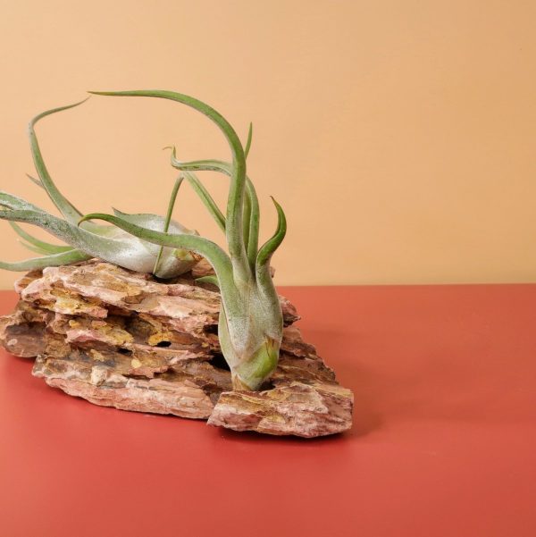 TILLANDSIA CAPUT MEDUSAE Jetzt online – Bild 3