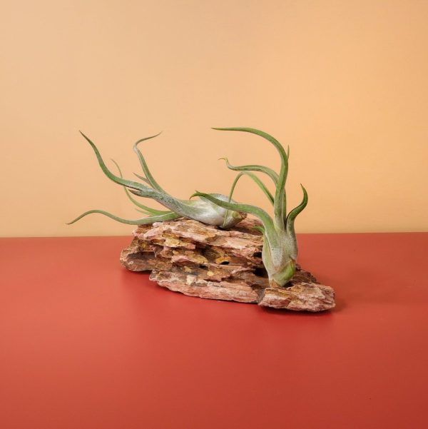 TILLANDSIA CAPUT MEDUSAE Jetzt online