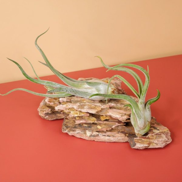 TILLANDSIA CAPUT MEDUSAE Jetzt online – Bild 5